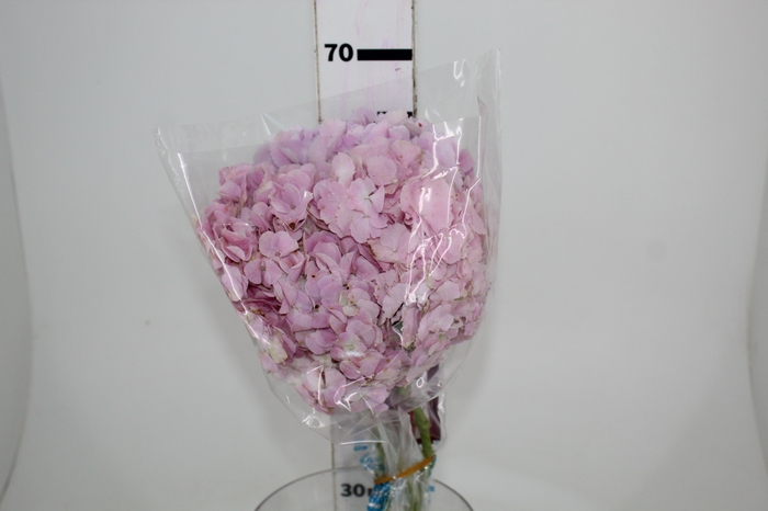 <h4>HORTENSIA FORCE 060 CM ROSA</h4>