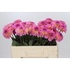Dahlia Esli