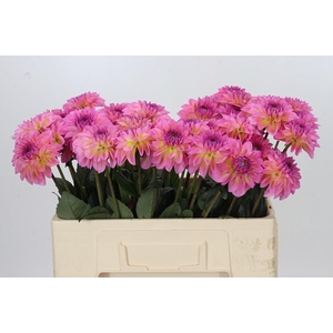 Dahlia Esli