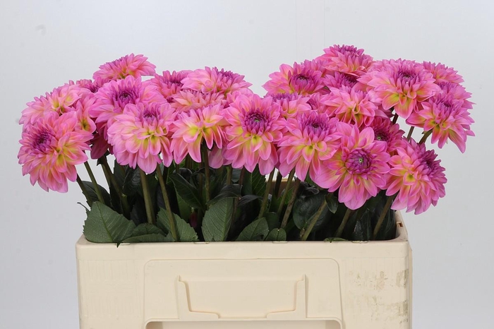Dahlia Esli