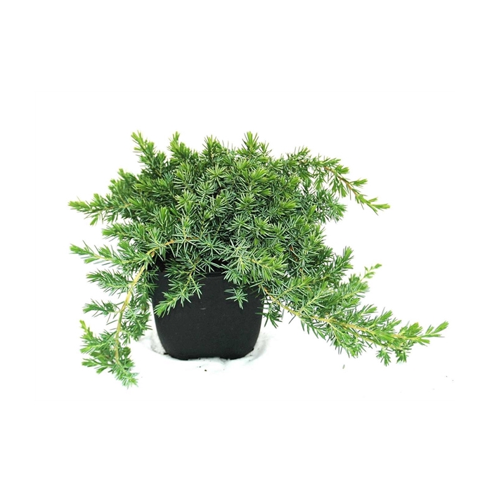 <h4>Juniperus conferta 'Blue Pacific' P17</h4>