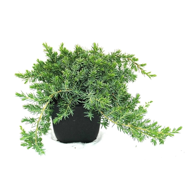 <h4>Juniperus conferta 'Blue Pacific' P17</h4>