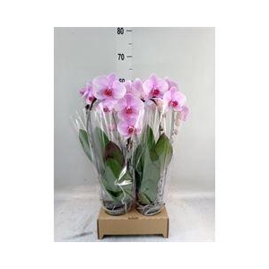 Phalaenopsis  'Elegant Cascade'