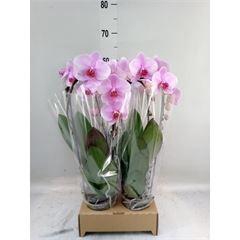 <h4>Phalaenopsis  'Elegant Cascade'</h4>