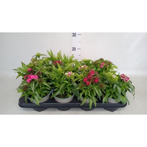 Dianthus barb.