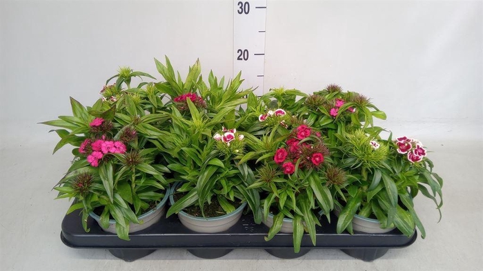 <h4>Dianthus barb.</h4>