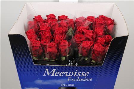 <h4>R Gr Red Naomi!</h4>