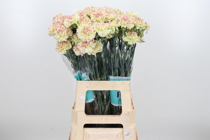 <h4>Dian St Mochi</h4>