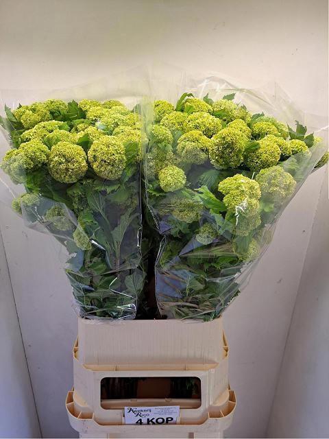 <h4>VIBURNUM ROSEUM ST</h4>