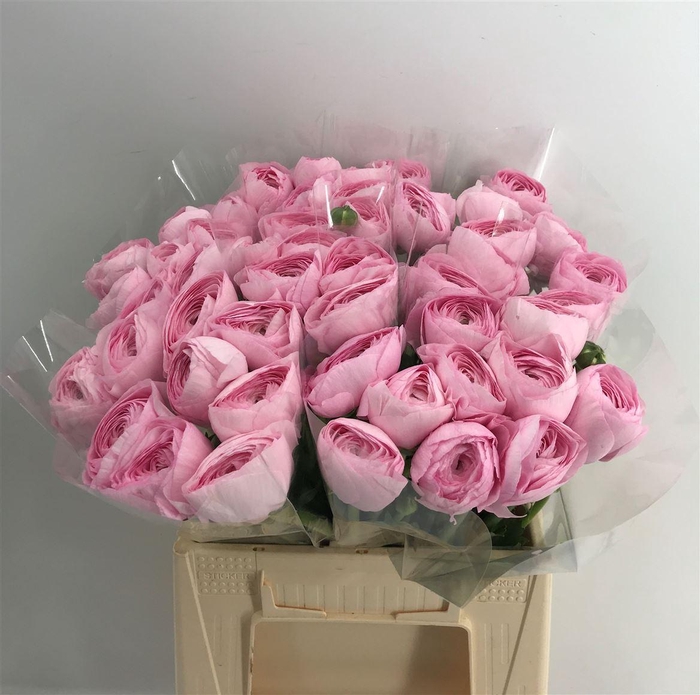 <h4>Ran Suc 1st Lady</h4>