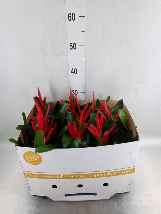 <h4>Vriesea  'Twinkle'</h4>
