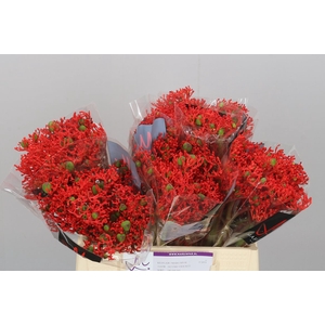 Jatropha P Firecrack