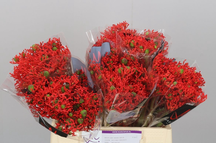 Jatropha P Firecrack