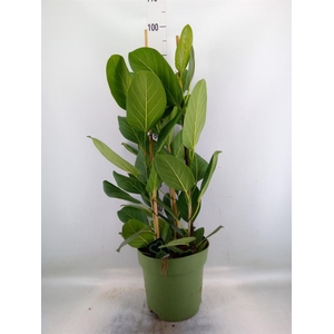 Ficus benghalensis 'Audrey'