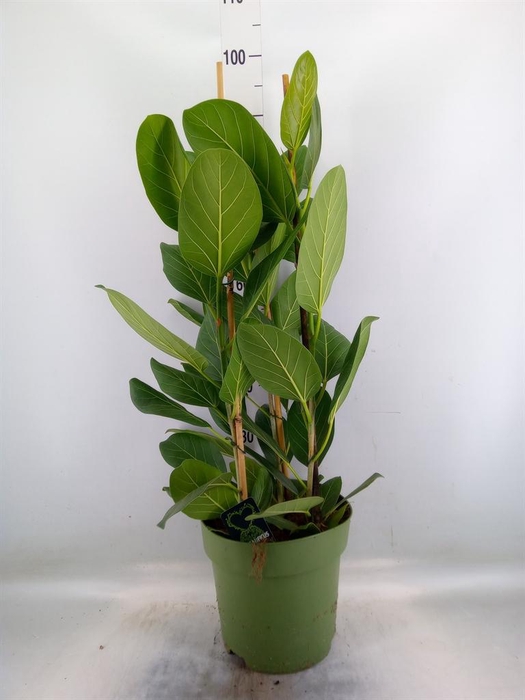 <h4>Ficus benghalensis 'Audrey'</h4>