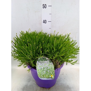 Lavandula angus. 'Essence Pure'