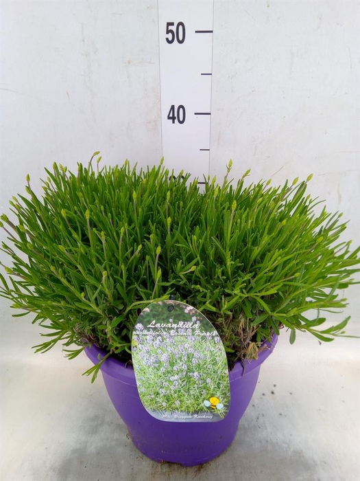 <h4>Lavandula angus. 'Essence Pure'</h4>