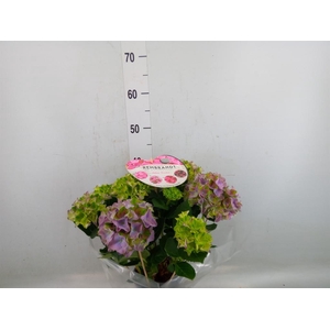 Hydrangea mac.   ...