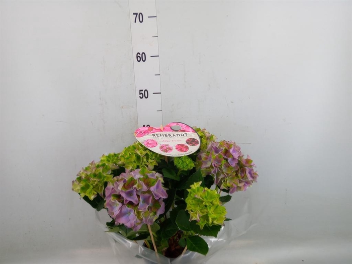 <h4>Hydrangea mac.   ...</h4>