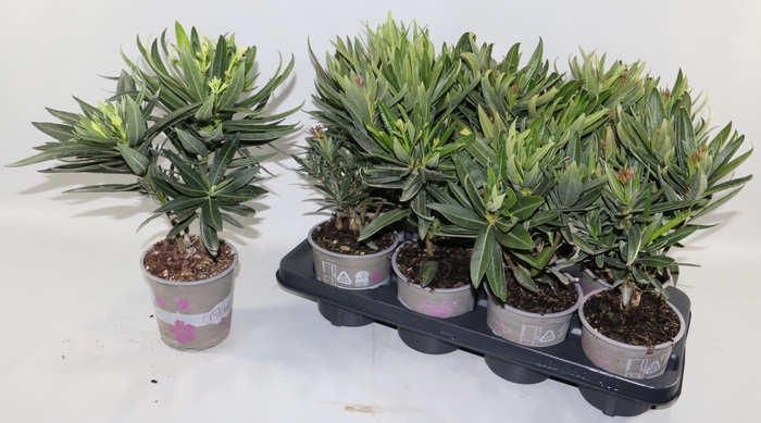 <h4>NERIUM OLEANDER OV</h4>
