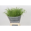 Panicum Fountain