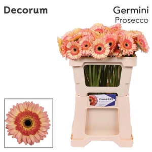 Germini Prosecco Water x40