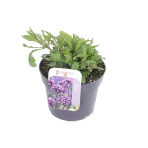 Verbena bonariensis Violet Blue