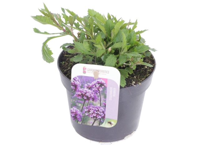 <h4>Verbena bonariensis Violet Blue</h4>