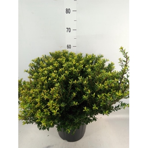 Ilex crenata