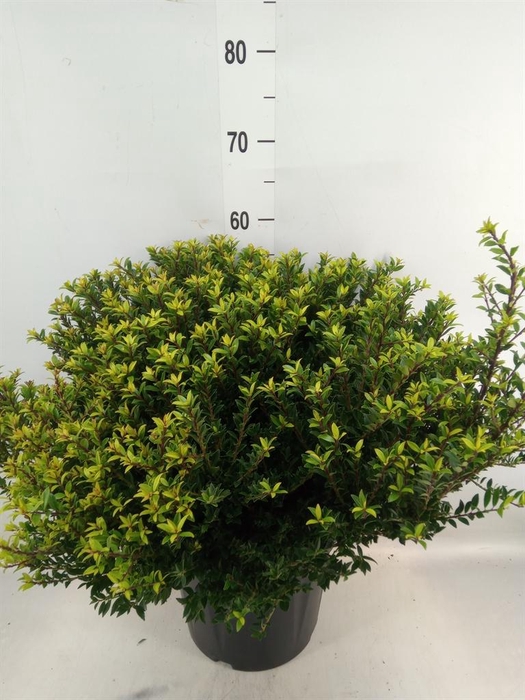 <h4>Ilex crenata</h4>