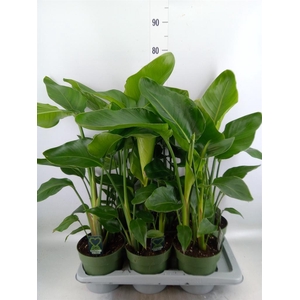 Strelitzia nicolai