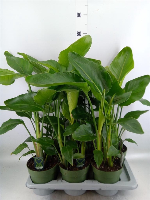 <h4>Strelitzia nicolai</h4>
