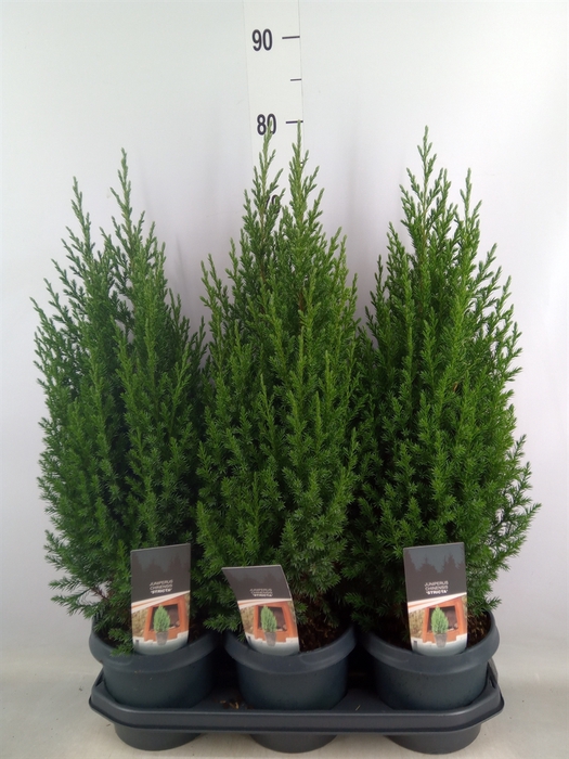 <h4>Juniperus chinensis 'Stricta'</h4>