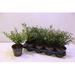 arr8 Ilex Crenata