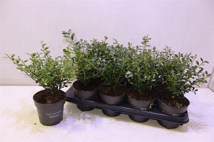 <h4>arr8 Ilex Crenata</h4>