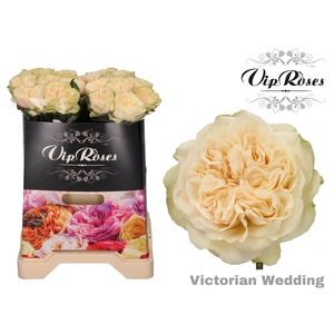 R GR VICTOR WEDDING+