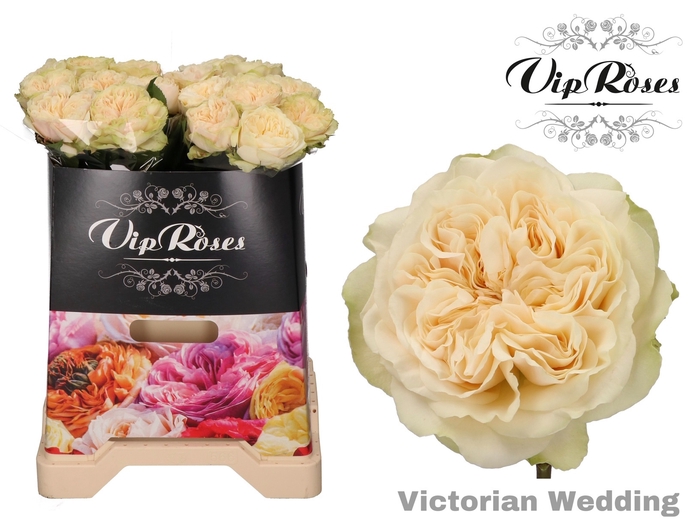 R GR VICTOR WEDDING+