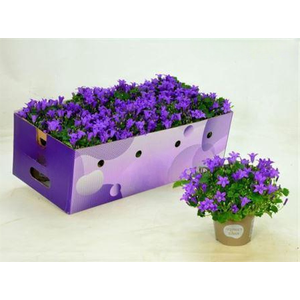 Campanula Porto Longlife