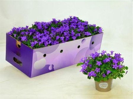 Campanula Porto Longlife