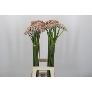 Allium Silverspring