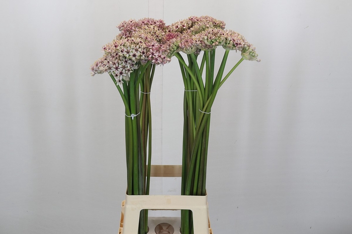 <h4>Allium Silverspring</h4>