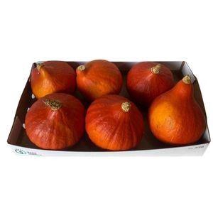 Cucurbita