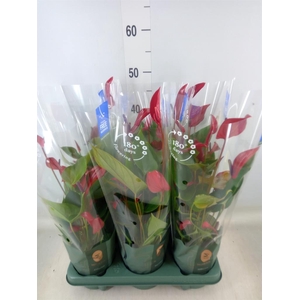 Anthurium  'Banderola Lava'