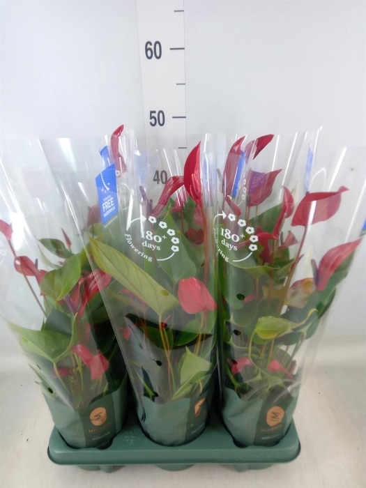 <h4>Anthurium 'Banderola Lava'</h4>