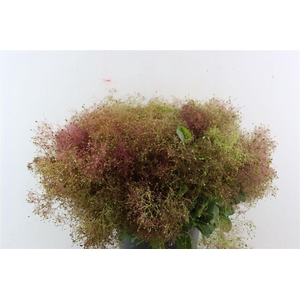 Cotinus Pruik P Bunch