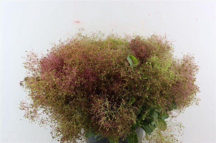 <h4>Cotinus Pruik P Bunch</h4>