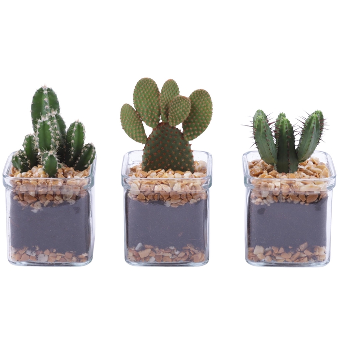 <h4>Yearround Arr. Cactus Glass Accuglas Square Ø08cm 1PP</h4>