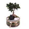 Ficus m. Ginseng Ø09cm in Glass bowl with Rope Ø20cm