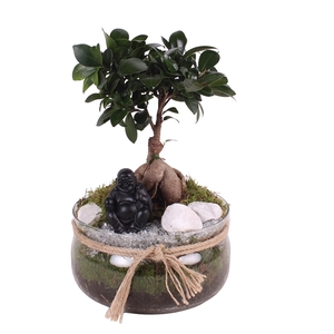 Ficus m. Ginseng pot ø09cm in ø20cm Glass bowl with rope