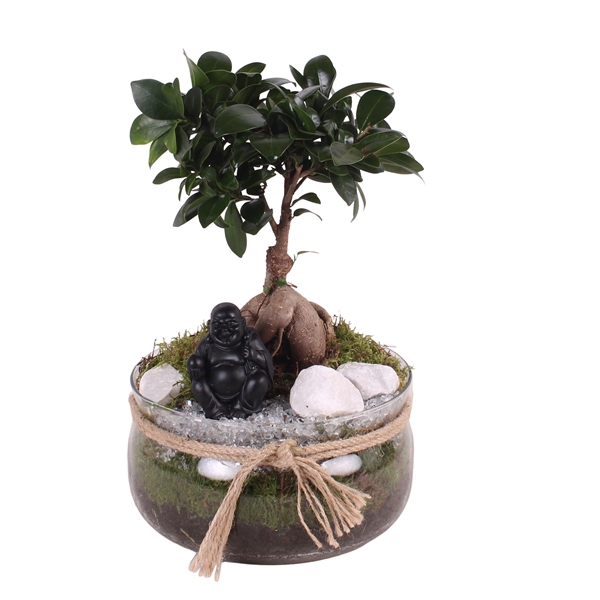 <h4>Ficus m. Ginseng Ø09cm in Glass bowl with Rope Ø20cm</h4>